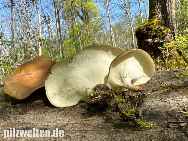 Kastanienbrauner Stielporling, Süßriechender Porling, Picipes badius