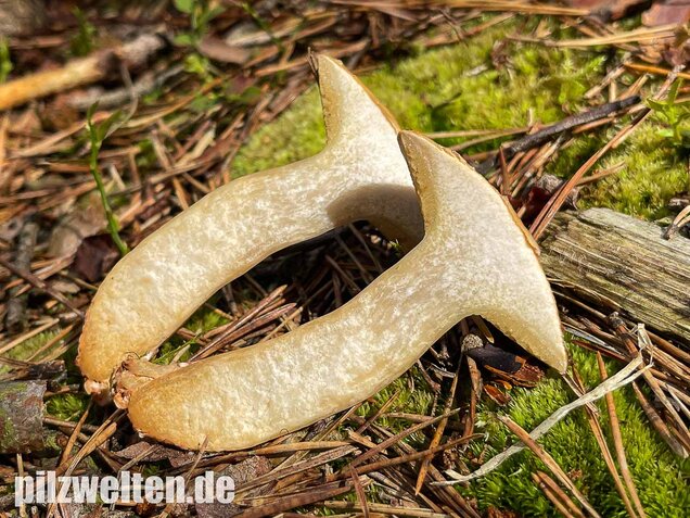 Kuhröhrling, Suillus bovinus