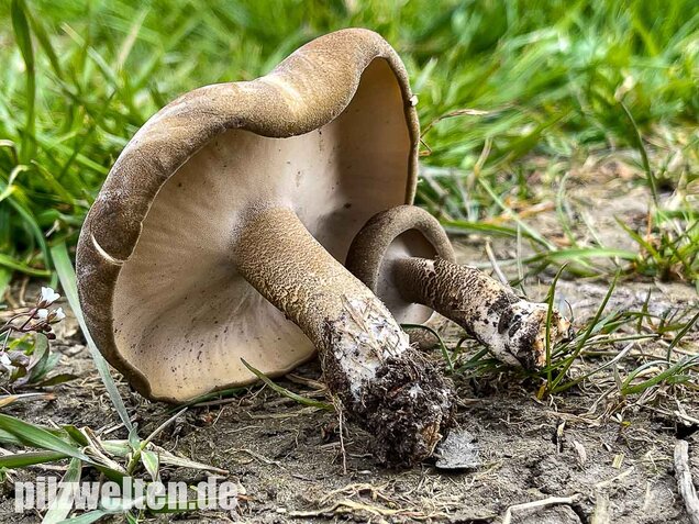 Maiporling, Lentinus substrictus