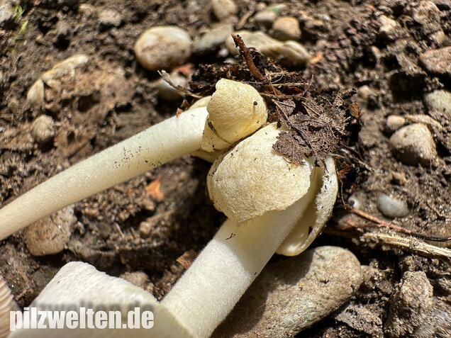 Mausgrauer Scheidling, Volvariella murinella