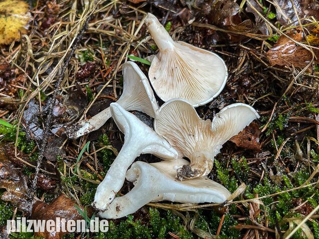 Mehlräsling, Clitopilus prunulus