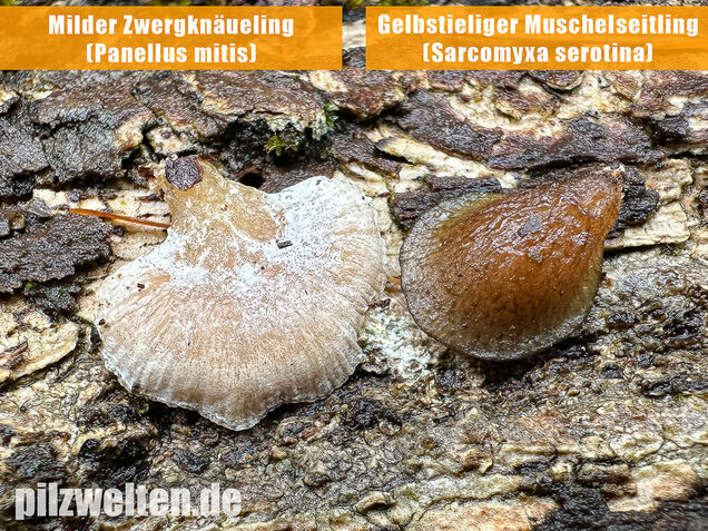 Milder Zwergknäueling, Weißer Muschelseitling, Panellus mitis