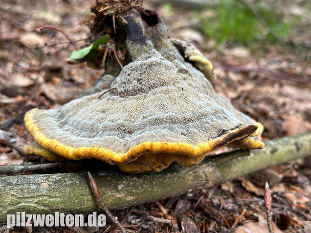 Nadelholzbraunporling, Phaeolus schweinitzii