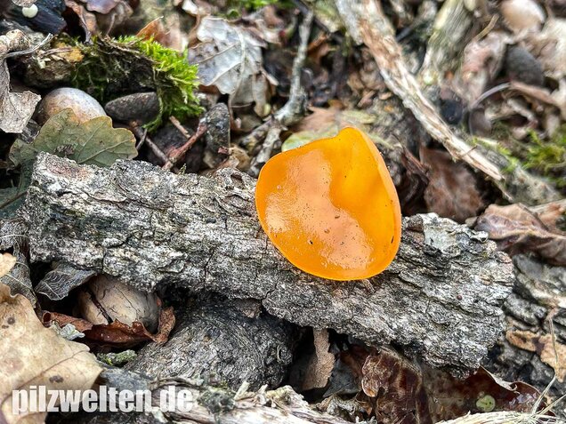Orangebecherling, Aleuria aurantia