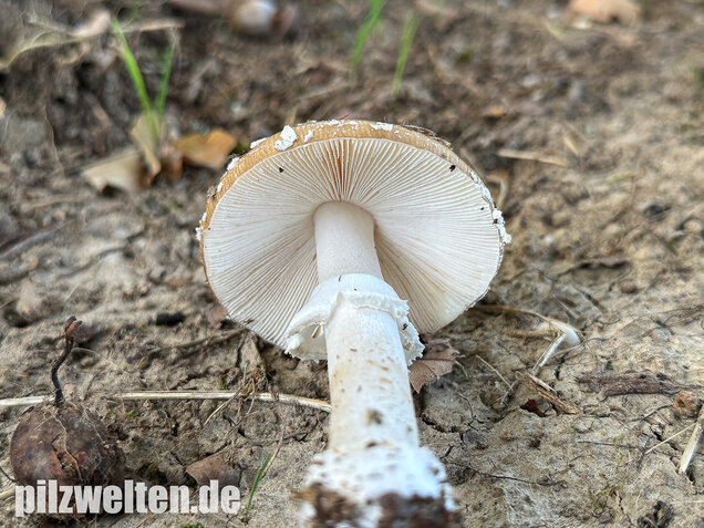 Pantherpilz, Pantherwulstling, Amanita pantherina