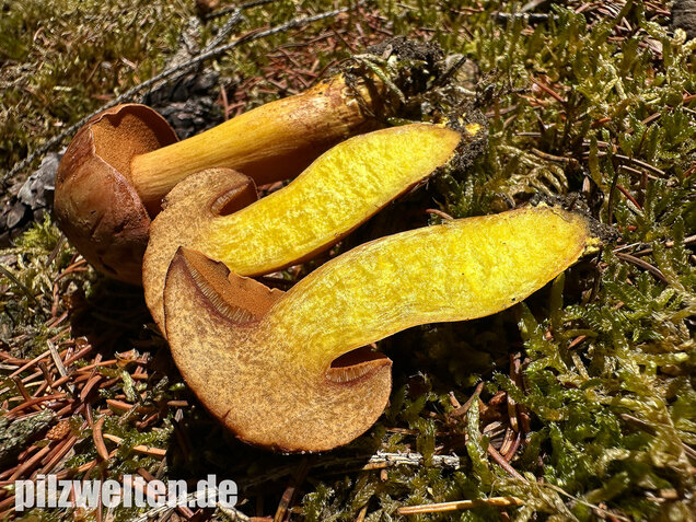 Pfefferröhrling, Chalciporus piperatus