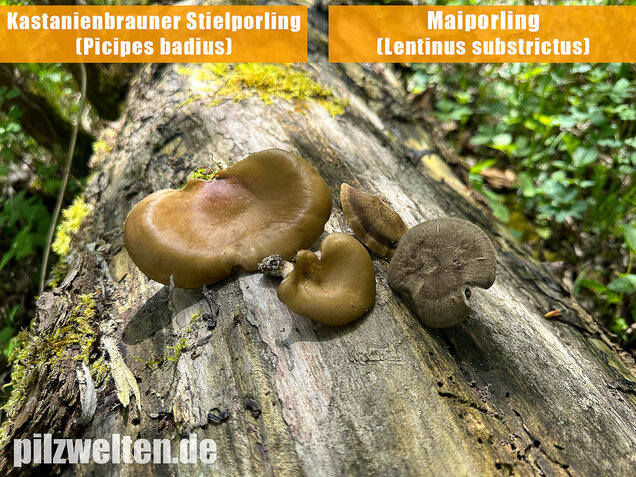 Kastanienbrauner Stielporling, Süßriechender Porling, Picipes badius