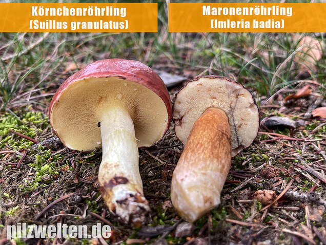 Körnchenröhrling, Suillus granulatus