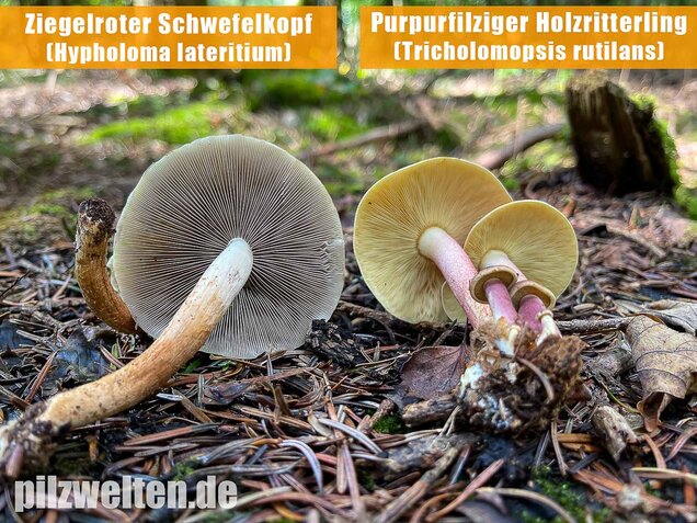Purpurfilziger Holzritterling, Tricholomopsis rutilans