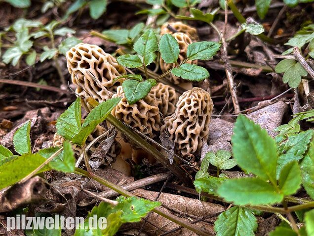 Speisemorchel, Morchella esculenta