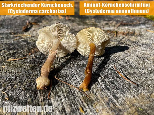 Amiant-Körnchenschirmling, Cystoderma amianthinum