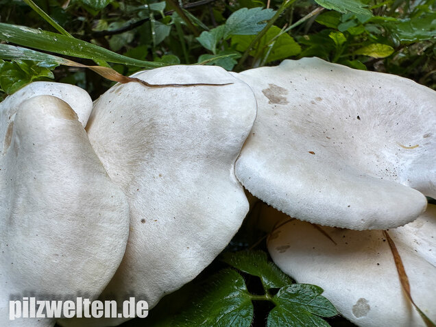 Weißer Büschelrasling, Leucocybe connata