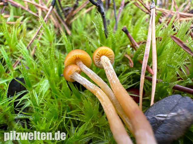 Gesäumter Häubling, Moorhäubling, Galerina paludosa