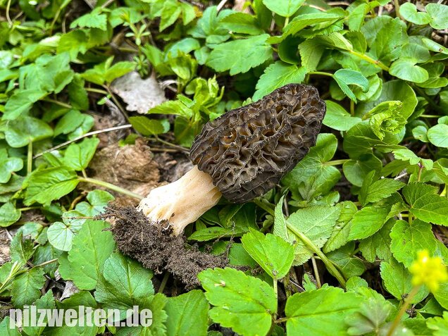 Spitzmorchel, Morchella elata, Morchella conica