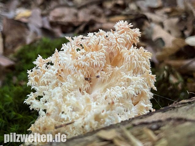 Ästiger Stachelbart, Hericium coralloides