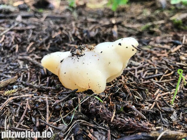 Blasiger Becherling, Peziza vesiculosa