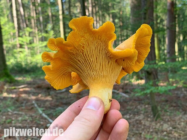 Blasser Pfifferling, Cantharellus pallens