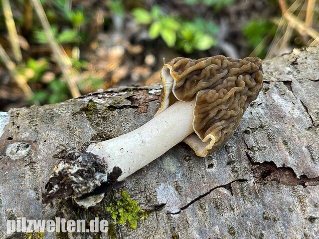 Böhmische Verpel, Verpa bohemica