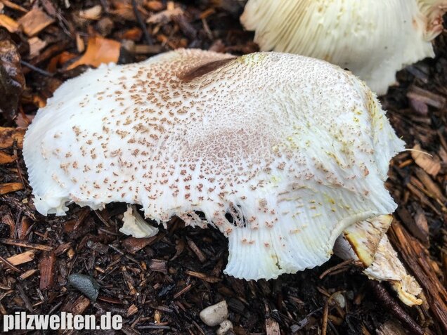 Büscheliger Egerlingsschirmling, Leucoagaricus americanus