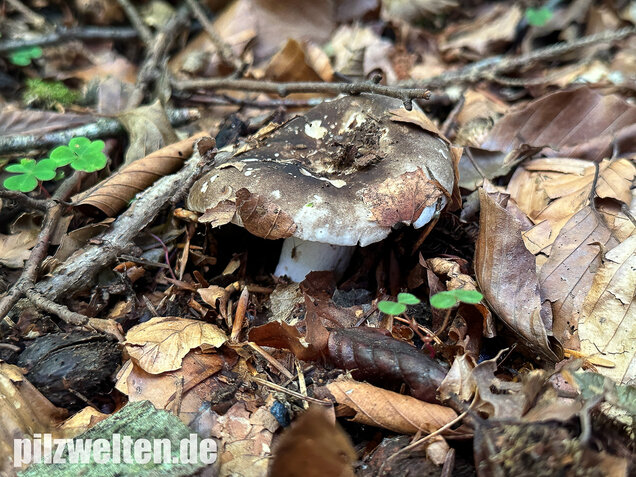 Dickblättriger Schwärztäubling, Russula nigricans