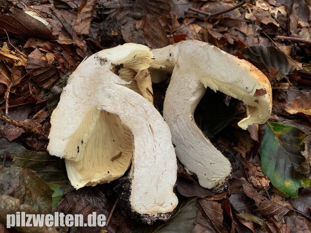 Dreifarbiger Krempentrichterling, Leucopaxillus compactus