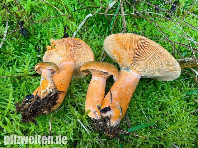 Fichtenreizker, Lactarius deterrimus