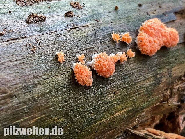 Fischeierschleimpilz, Tubifera ferruginosa