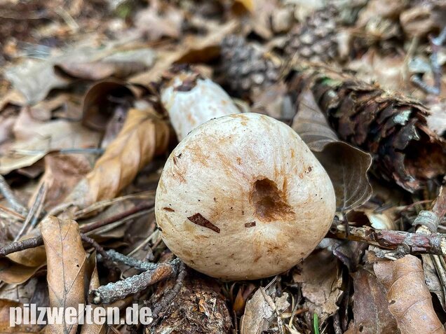 Fleischblasser Milchling, Lactarius pallidus