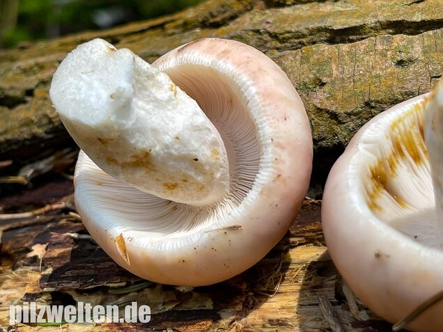 Speisetäubling, Russula vesca