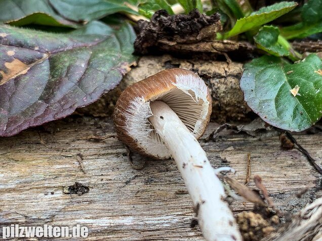 Früher Faserling, Schmalblättriger Faserling, Psathyrella spadiceogrisea