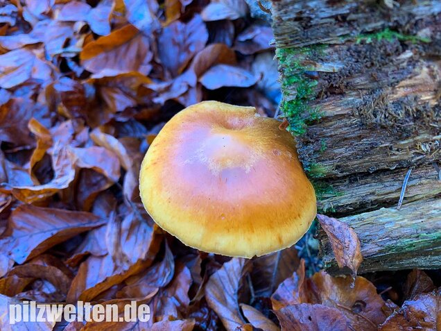 Geflecktblättriger Flämmling, Gymnopilus penetrans