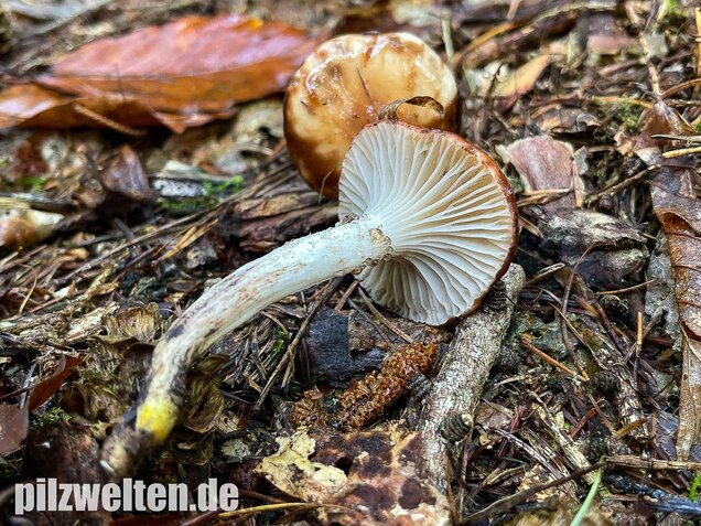 Gefleckter Gelbfuß, Gomphidius maculatus
