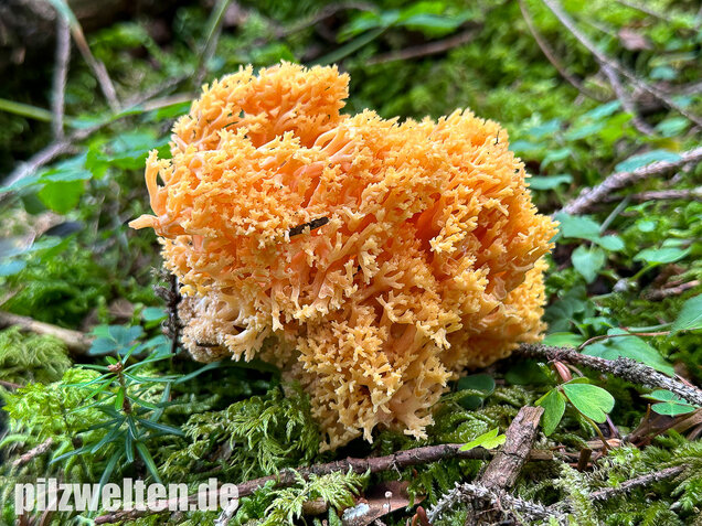 Gelbwerdende Koralle, Rosagelbliche Koralle, Ramaria flavescens