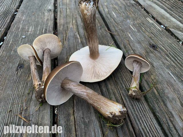 Gemeiner Weichritterling, Melanoleuca melaleuca