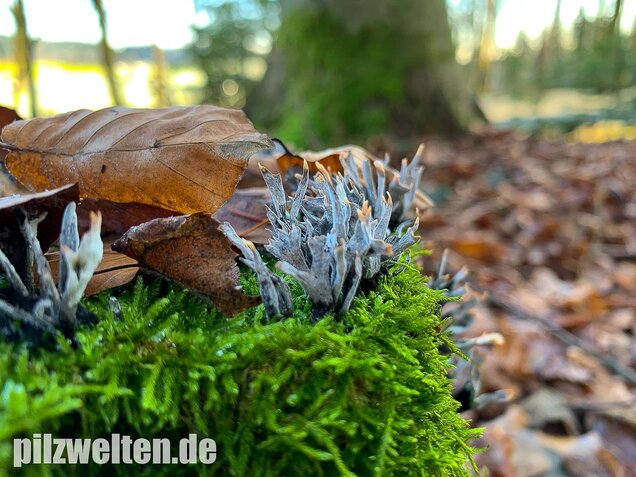 Geweihförmige Holzkeule, Xylaria hypoxylon
