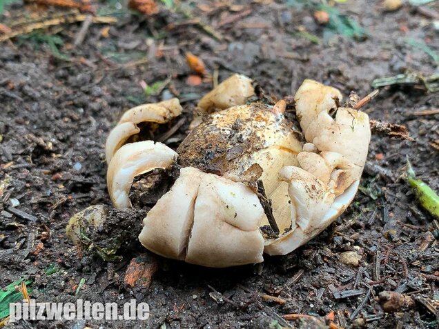 Gewimperter Erdstern, Geastrum fimbriatum