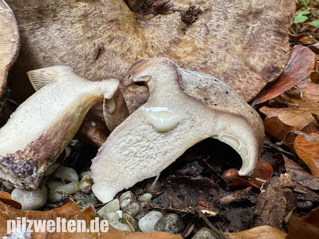 Gezonter Violettmilchling, Lactarius violascens
