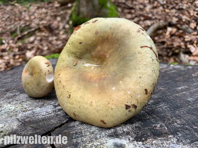Grasgrüner Täubling, Russula aeruginea
