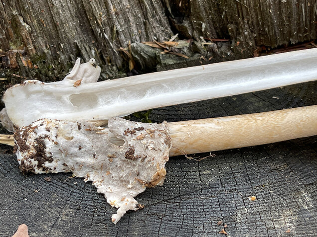 Grauhäutiger Scheidenstreifling, Amanita submembranacea