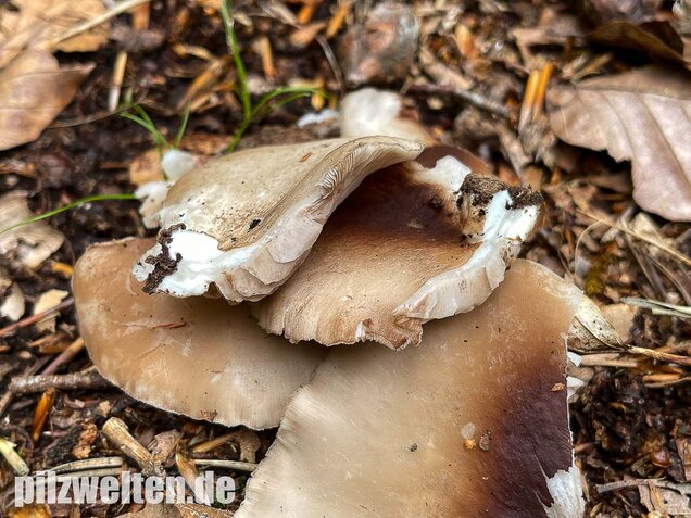 Großes Stummelfüßchen, Crepidotus autochthonus