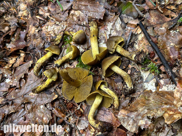 Grünblättriger Hautkopf, Hainbuchenhautkopf, Cortinarius olivaceofuscus