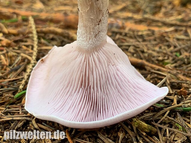 Lavendelfarbener Rötelritterling, Lepista glaucocana
