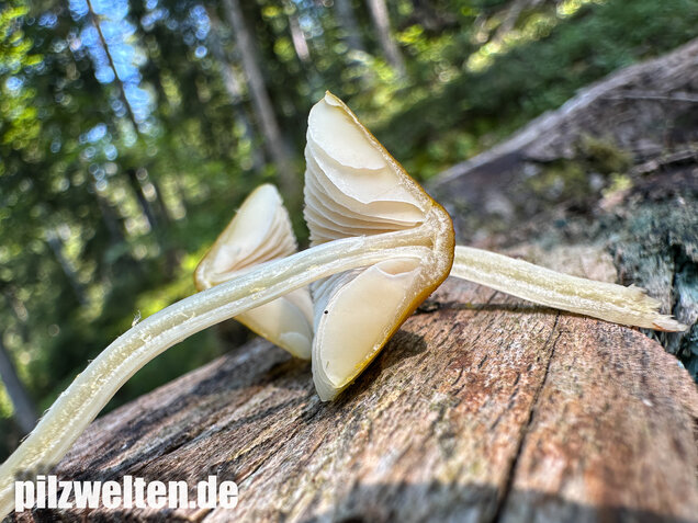 Löwengelber Dachpilz, Pluteus leoninus