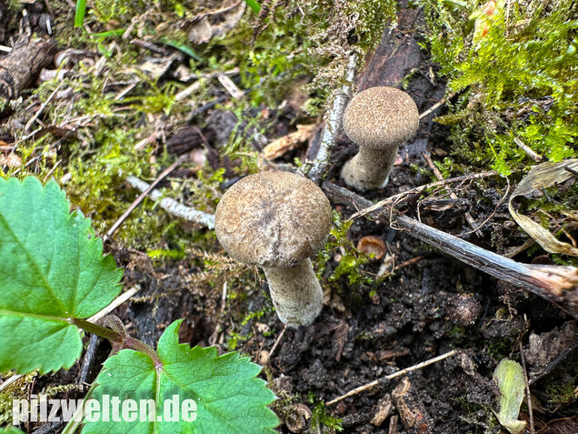 Maiporling, Bewimperter Stielporling, Lentinus substrictus