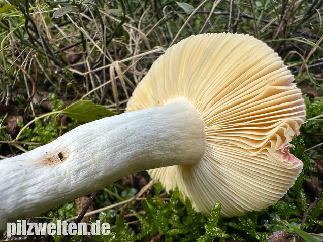 Milder Glanztäubling, Russula nitida