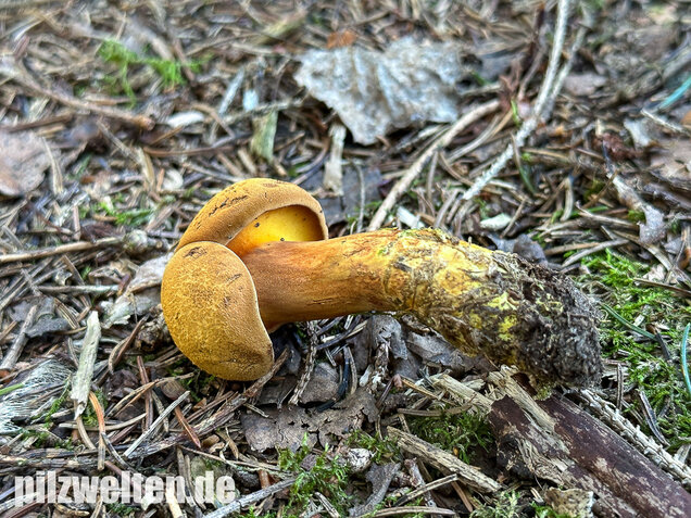 Nadelholzröhrling, Nadelholz-Pulverröhrling, Buchwaldoboletus lignicola