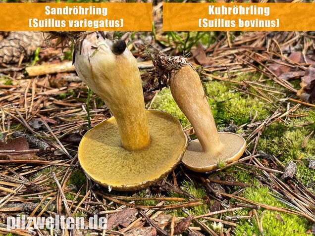Kuhröhrling, Suillus bovinus