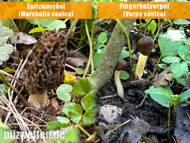 Spitzmorchel, Morchella elata, Morchella conica