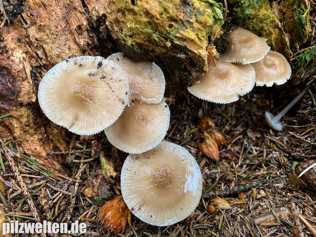 Rosablättriger Helmling, Mycena galericulata