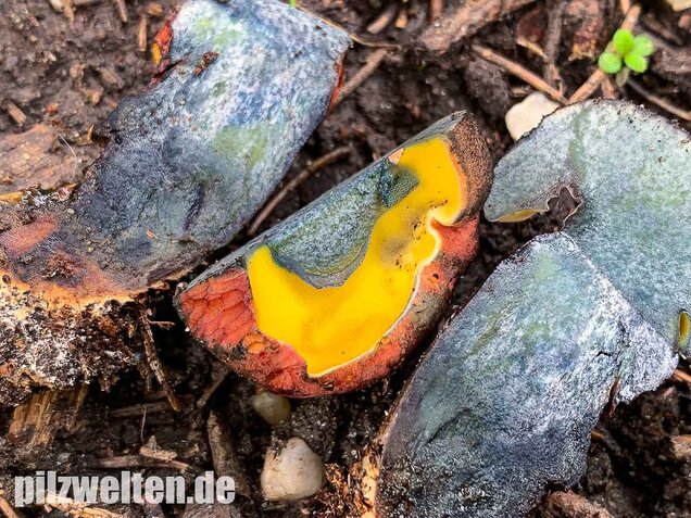 Rosahütiger Schwarzblauender Röhrling